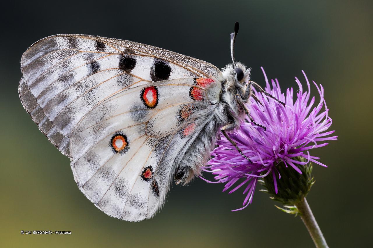 "Il Papilionide di montagna (Parnassius apollo)" -  Segnalato in "Flora e Fauna"