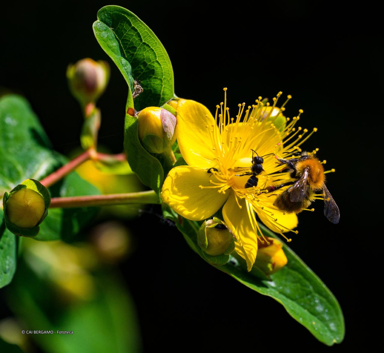 "Iperico con insetti" -  Vincitore in "Flora"