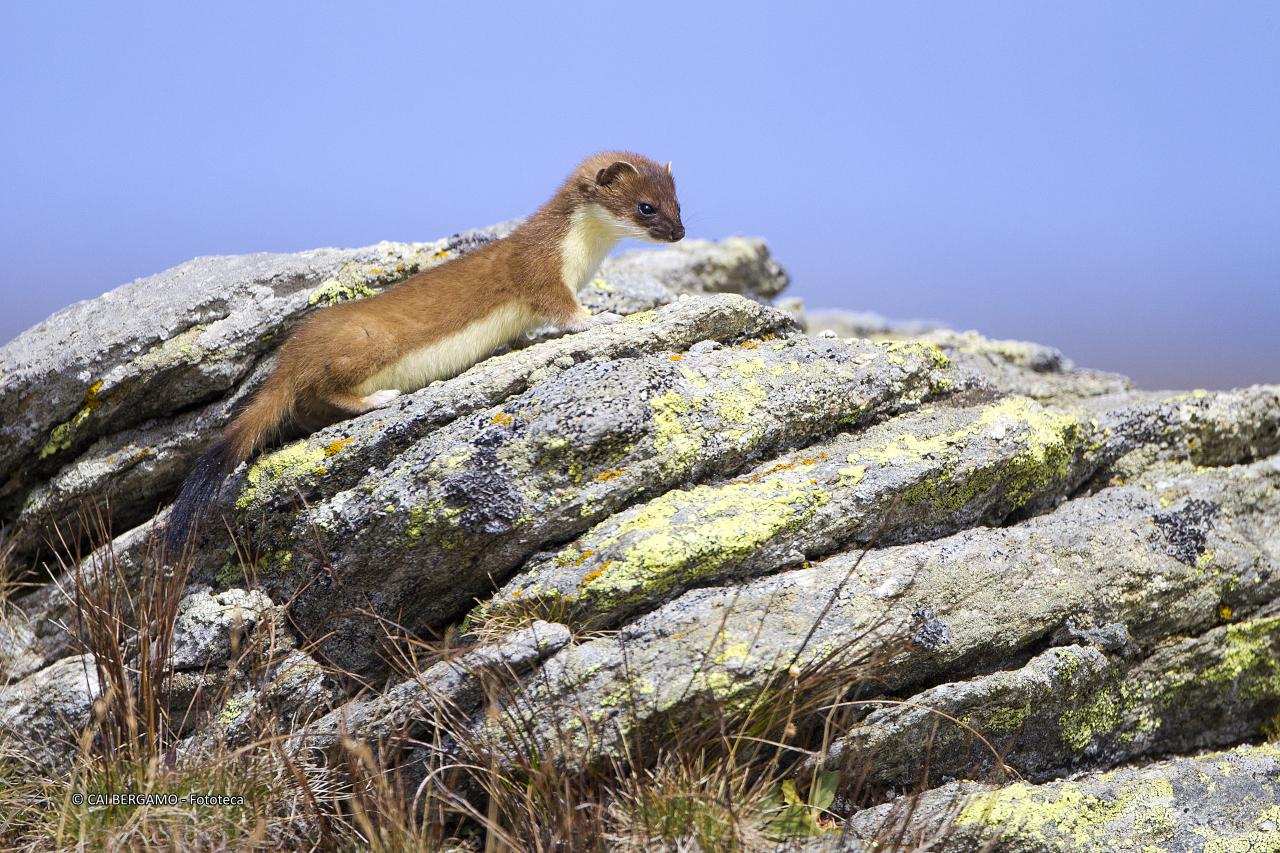 "Ermellino" -  Vincitore in  "Fauna"