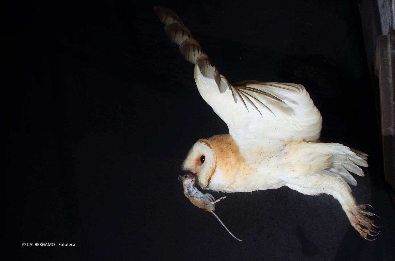 "Barbagianni" - 1° classificato in "Fauna"