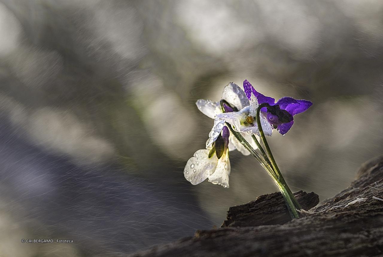 "Incanto nel bosco" - segnalato in "Flora"