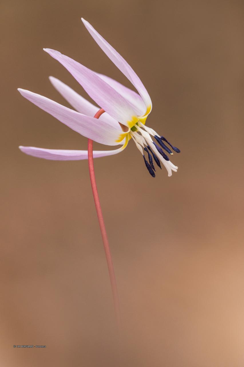 "Dente di cane" - segnalato in "Flora"