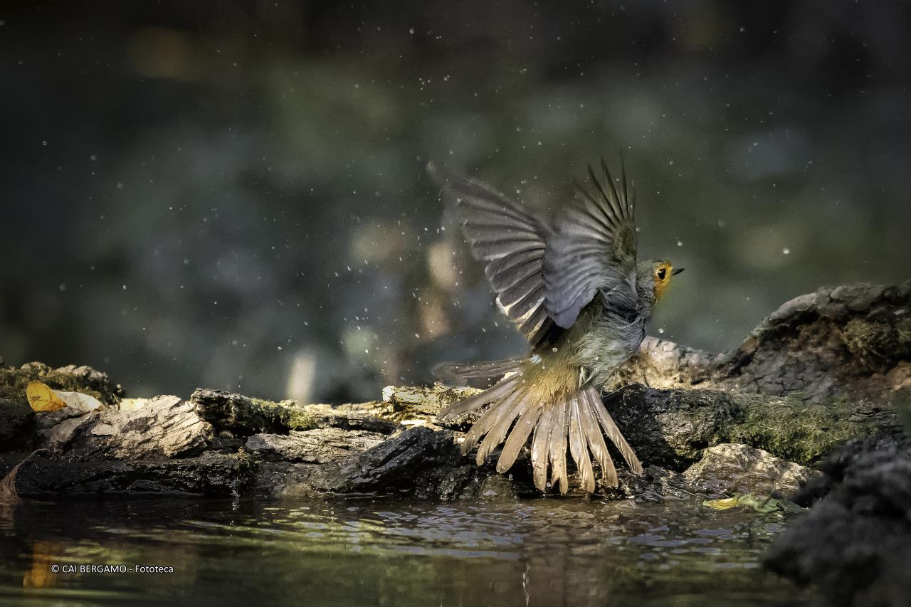 "Il decollo del pettirosso" - segnalato in "Fauna"
