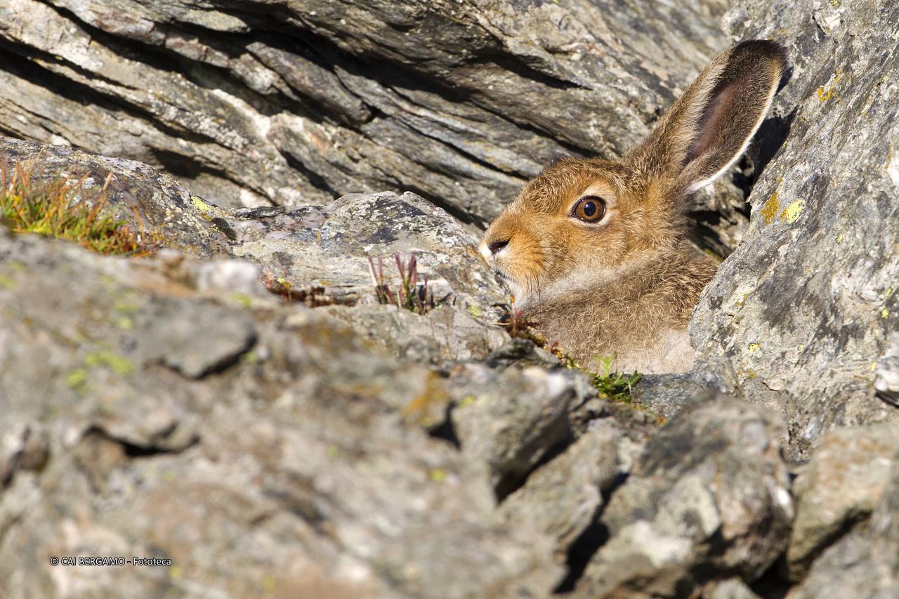 "Lepre variabile" - segnalato in "Fauna"