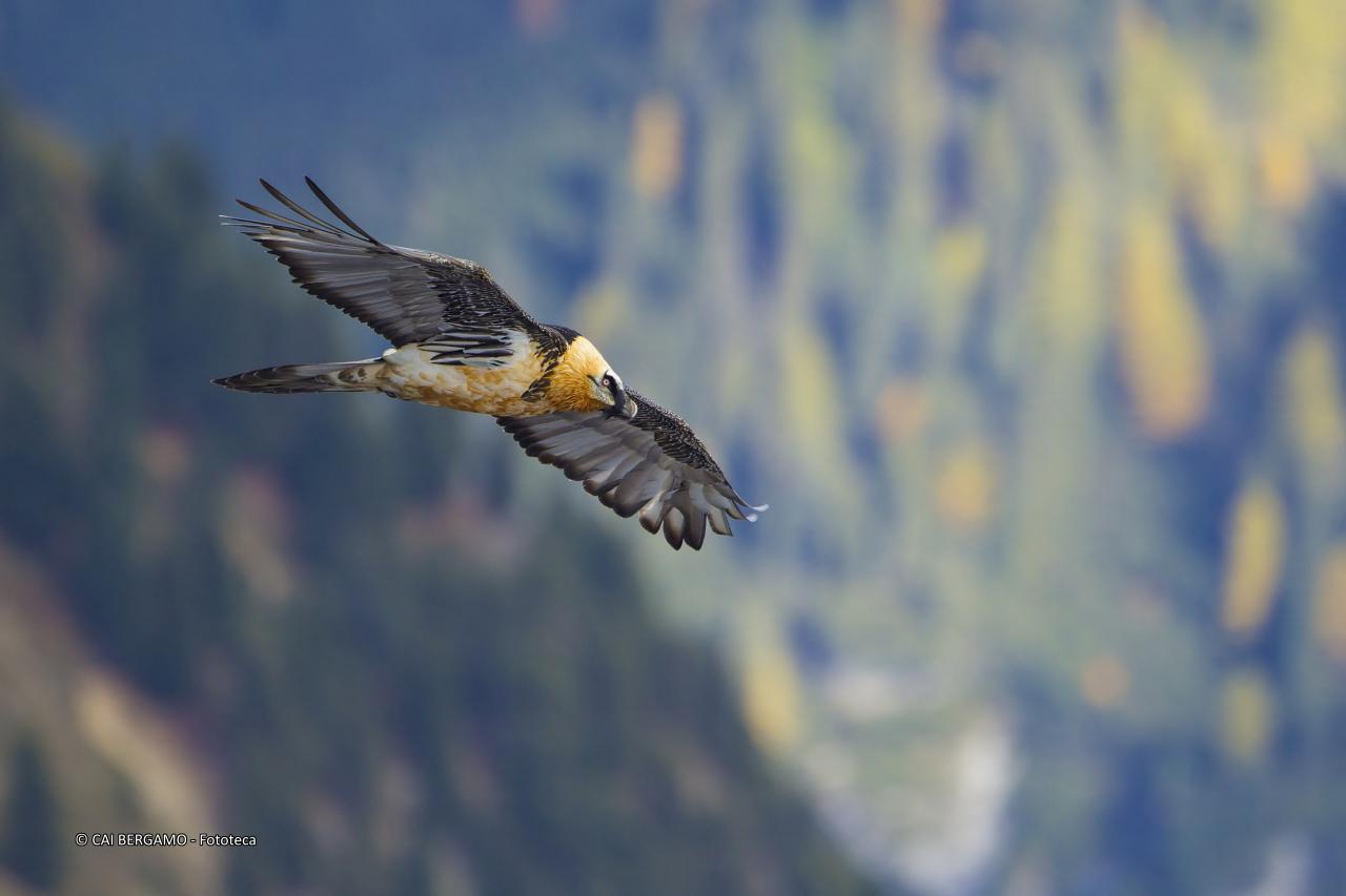 "Il principe delle vette" - segnalato in "Fauna"