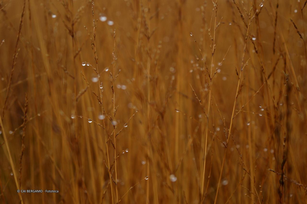 "Gocce d'acqua su steli" - segnalato in "L'acqua in tutte le sue forme"