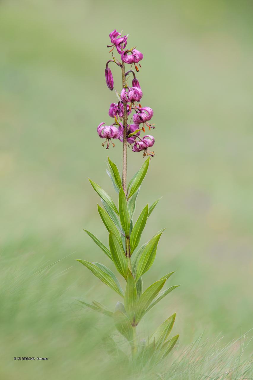 "Il giglio martagone" - segnalato in "Flora"