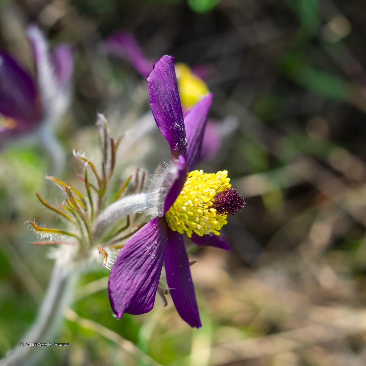"Pulsatilla" - segnalato in "Flora"