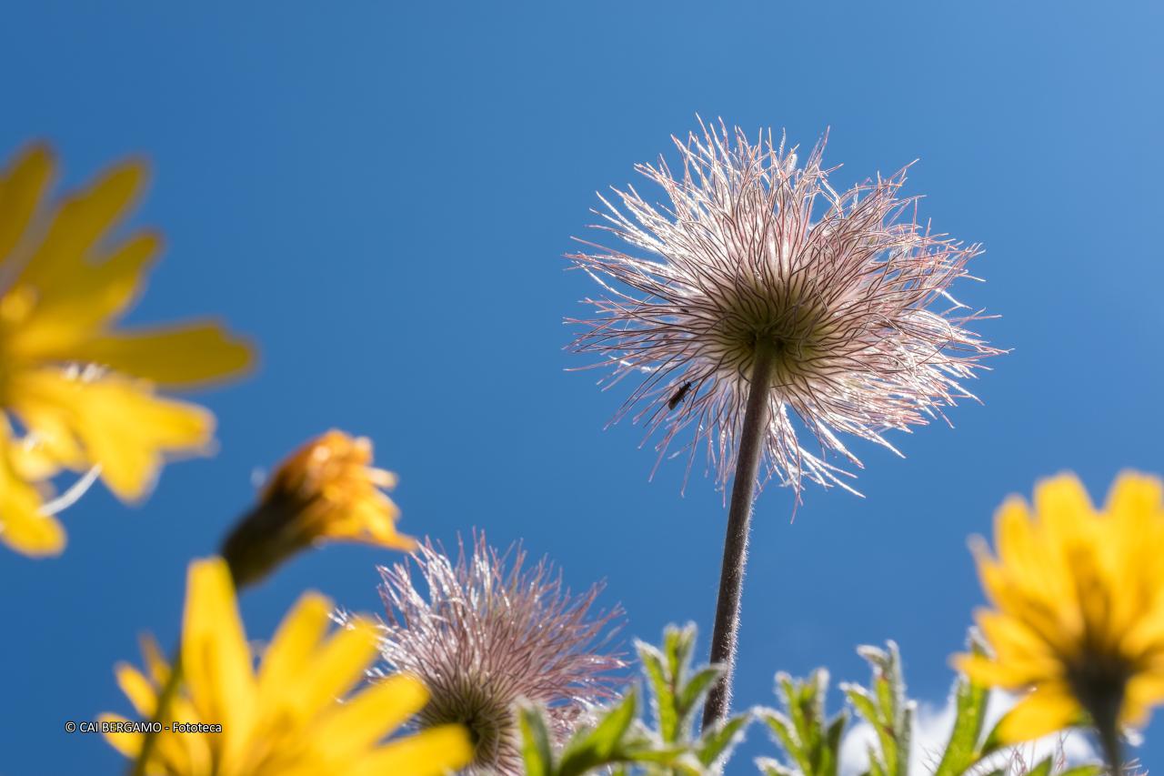 "Pappo di Pulsatilla di montagna" -  segnalato in "Flora"