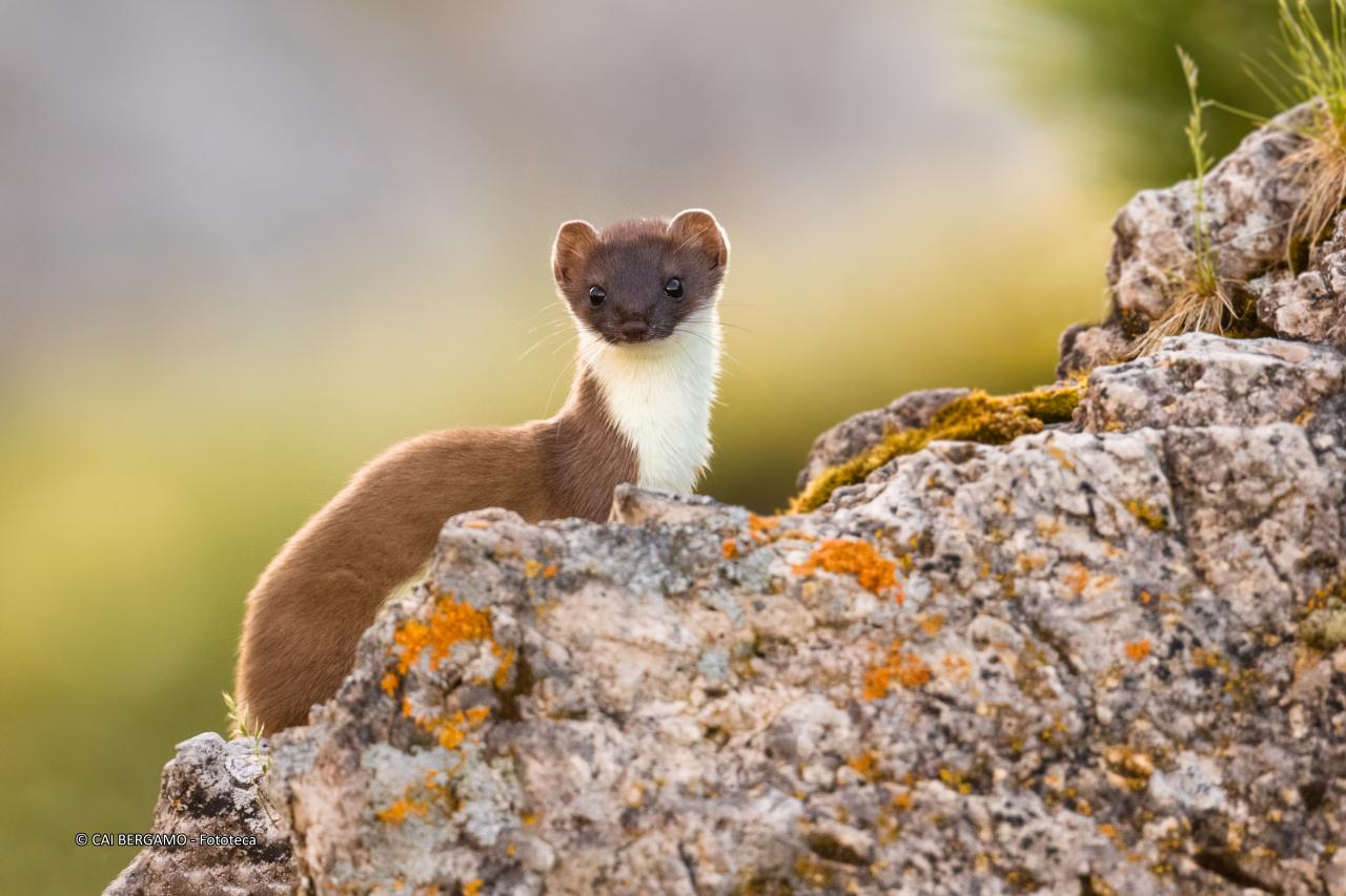 "Ermellino in abito estivo" - segnalato in "Fauna"