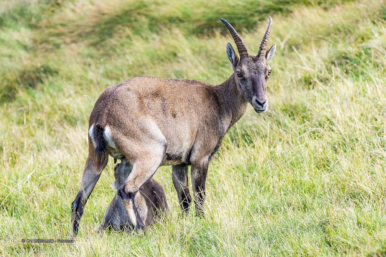 "Amore materno" - segnalato in "Fauna"