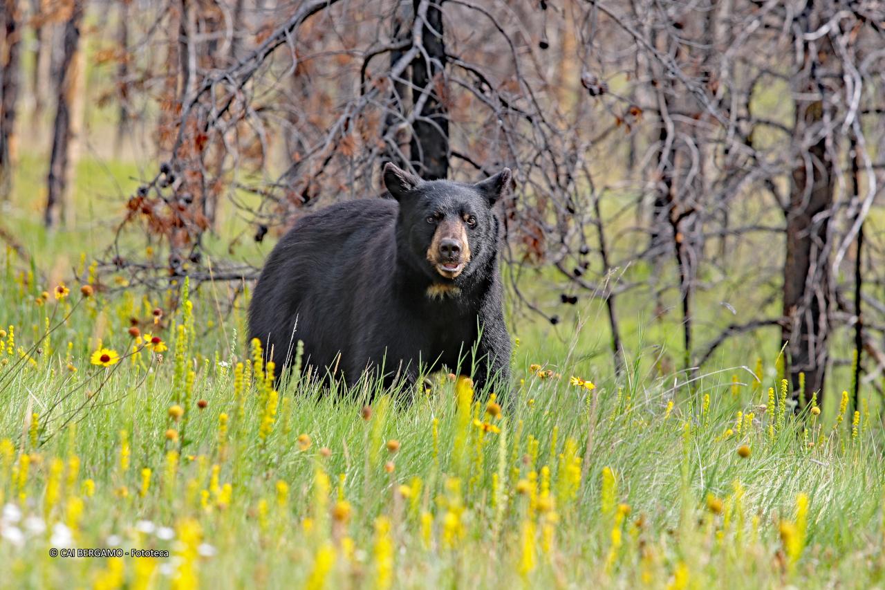 "Orso" - segnalato in "Fauna"