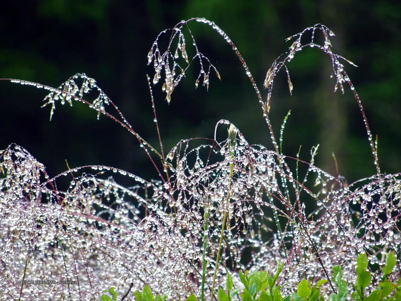 "File di perle" - segnalato in "L'acqua in tutte le sue forme"