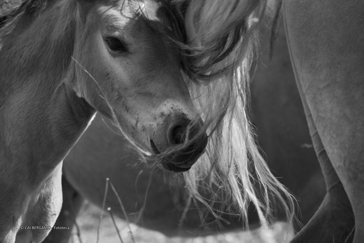 "Dietro la madre" - segnalato in "Bianco e Nero"