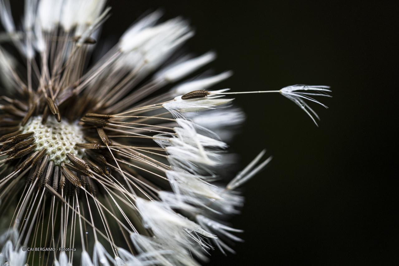 "Pronto a volare" - segnalato in "Flora"