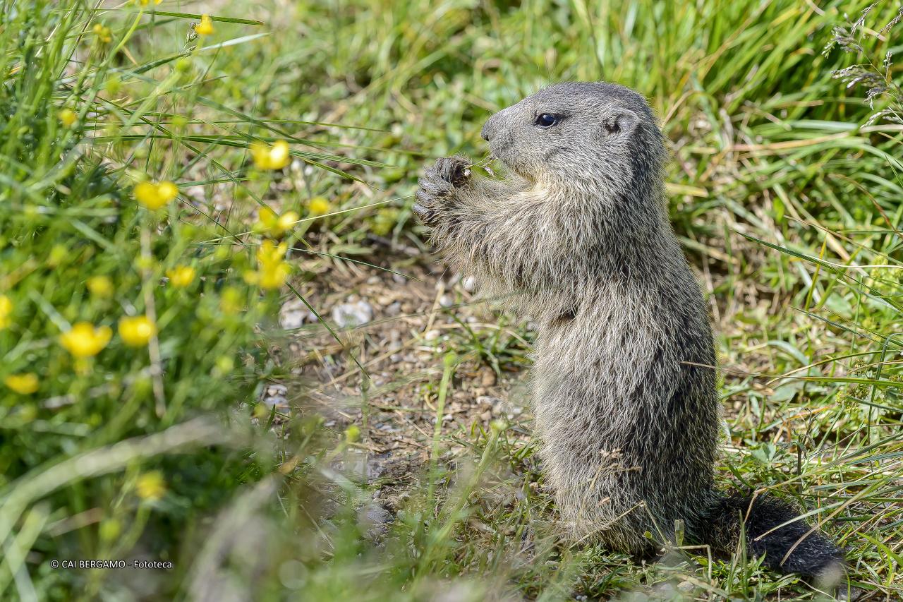 "Il pasto delle marmotte" - segnalato in "Fauna"
