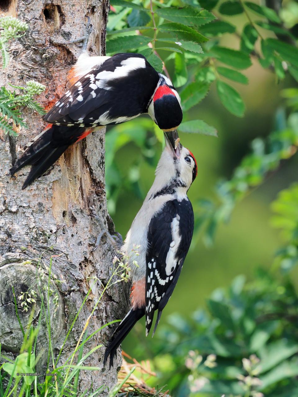 "Amore" - segnalato in "Fauna"