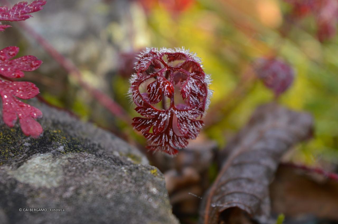 "Brina" - segnalato in "L'acqua in tutte le sue forme"