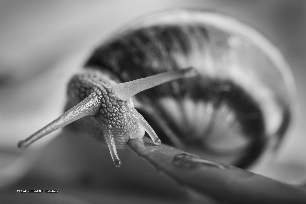 "Spirale" - segnalato in "Bianco e Nero"