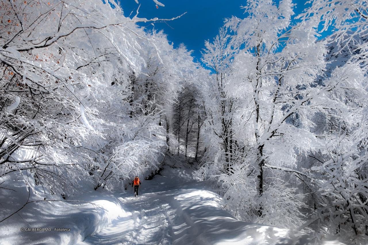 "Fiaba" -  1° classificato in Ambienti Montani - Scialpinista solitario su sentiero ed alberi innevati