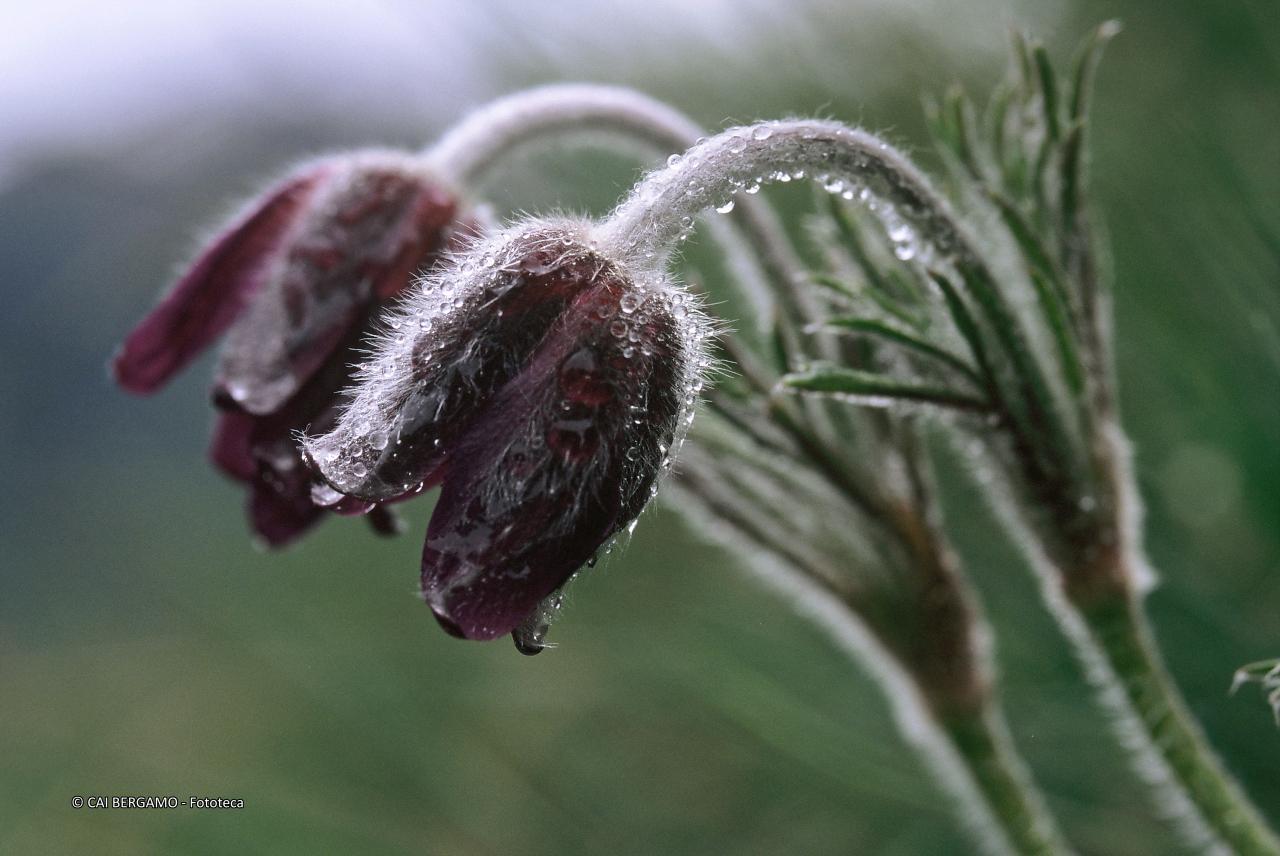 "Androsace Elvetica" - 1° classificato in Flora - Fiore con brina mattutina