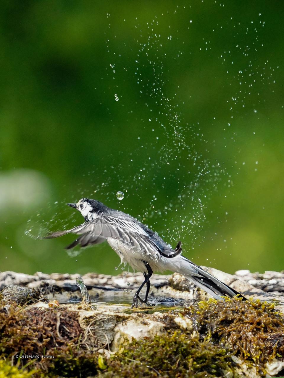 "Ballerina bianca dopo il bagno" - 1° classificato in "Fauna" - Uccello che si asciuga scuotendo corpo e ali