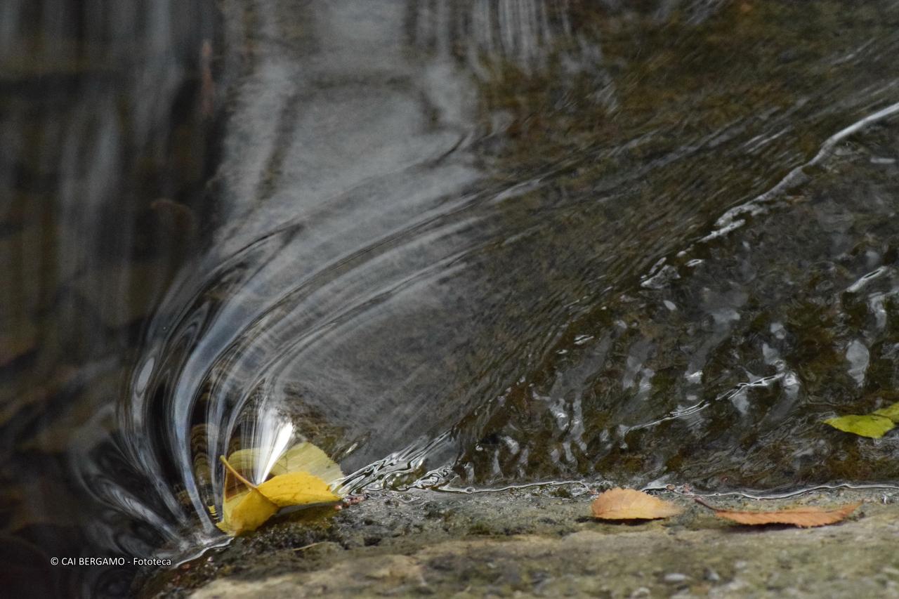 "Sinuosità" - 1° classificato in "L'acqua in tutte le sue forme" - Foglia in strane ondulazione d'acqua