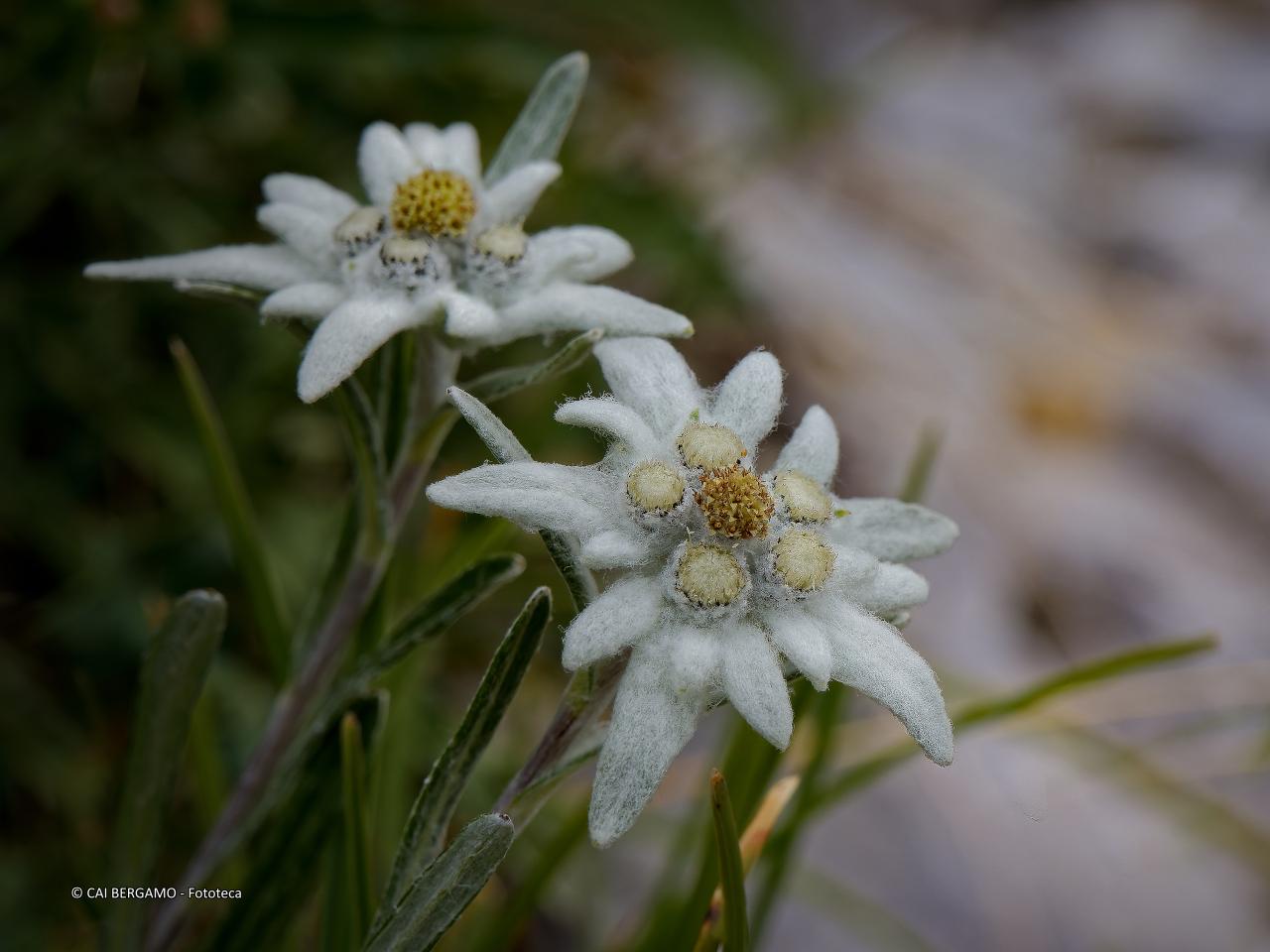 "Streghe del gelo" - segnalato in "Flora" - Due bellissime Stelle Alpine (Leontopodium)