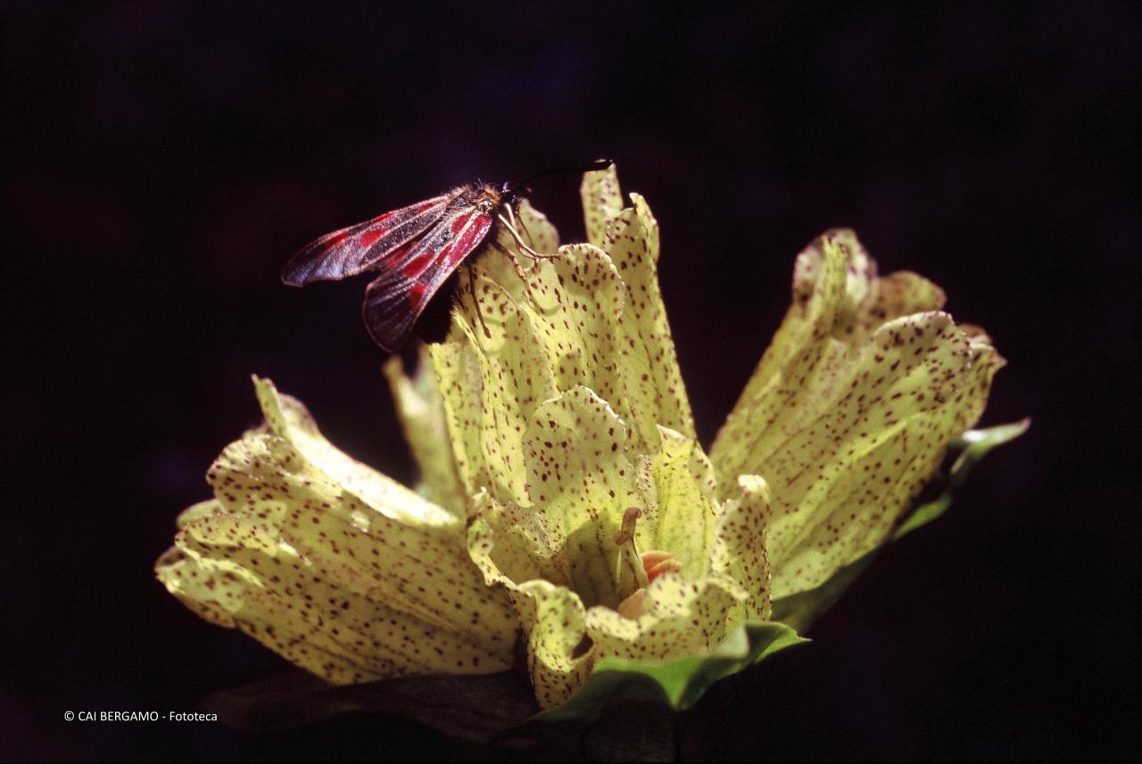 "Genziana punteggiata - Passo Resia" - segnalato in "Flora" - Insetto attratto dai colori gialli della genziana