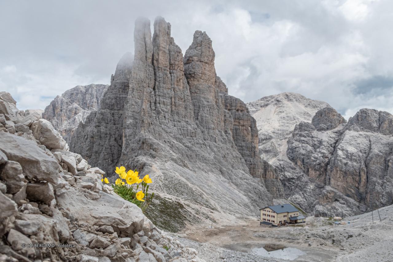 "Papaver alpinum" - segnalato in "Flora" - con Torri del Vajolet e rifugio re Alberto
