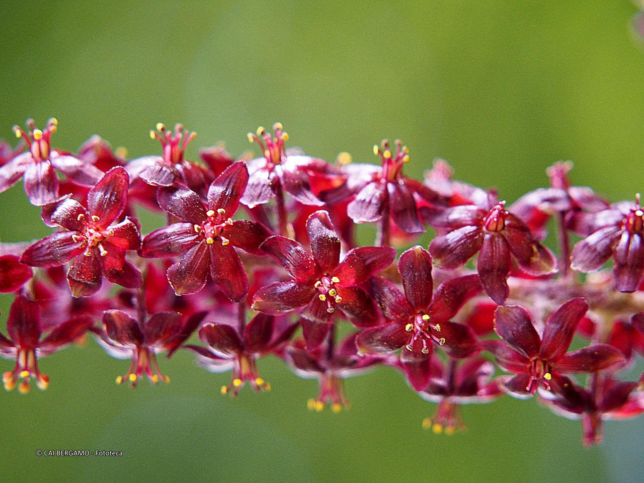 "Veratro niger" - segnalato in "Flora"