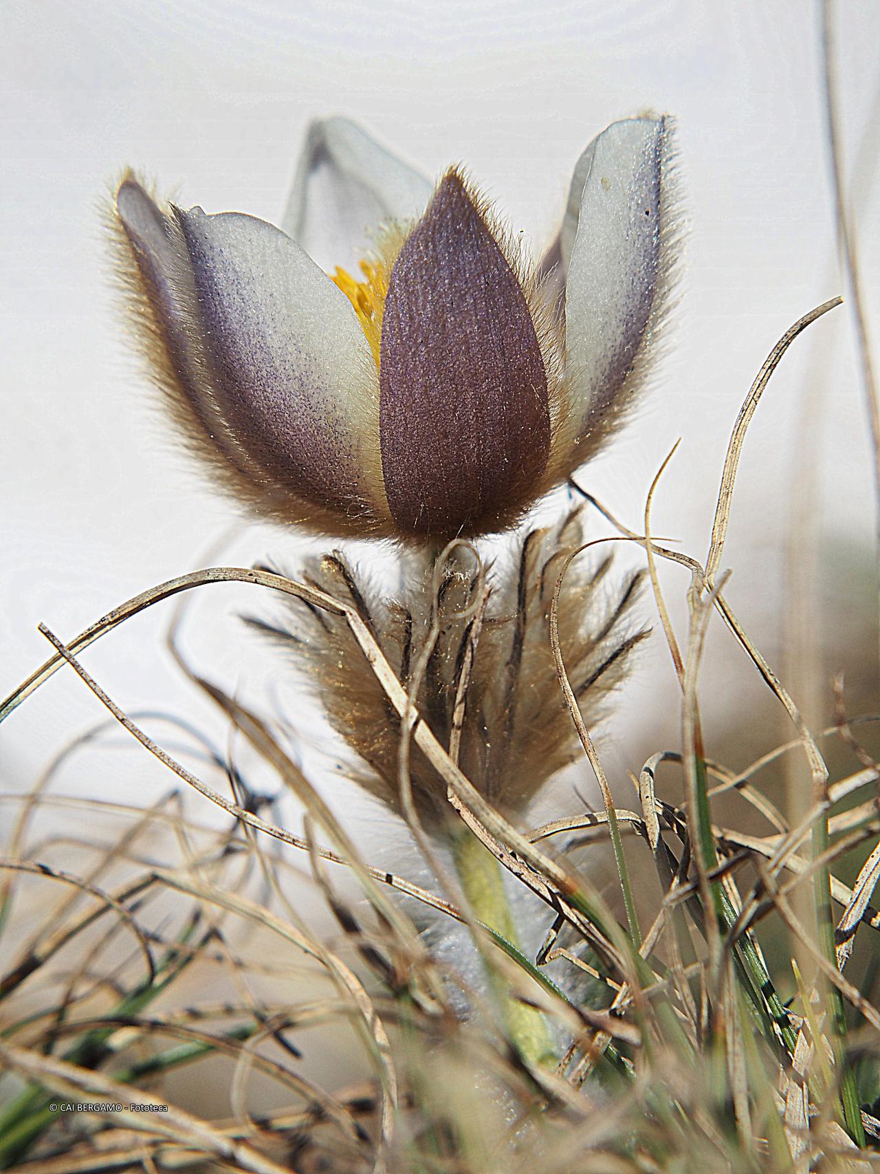 "Pulsatilla vernalis" - segnalato in "Flora"