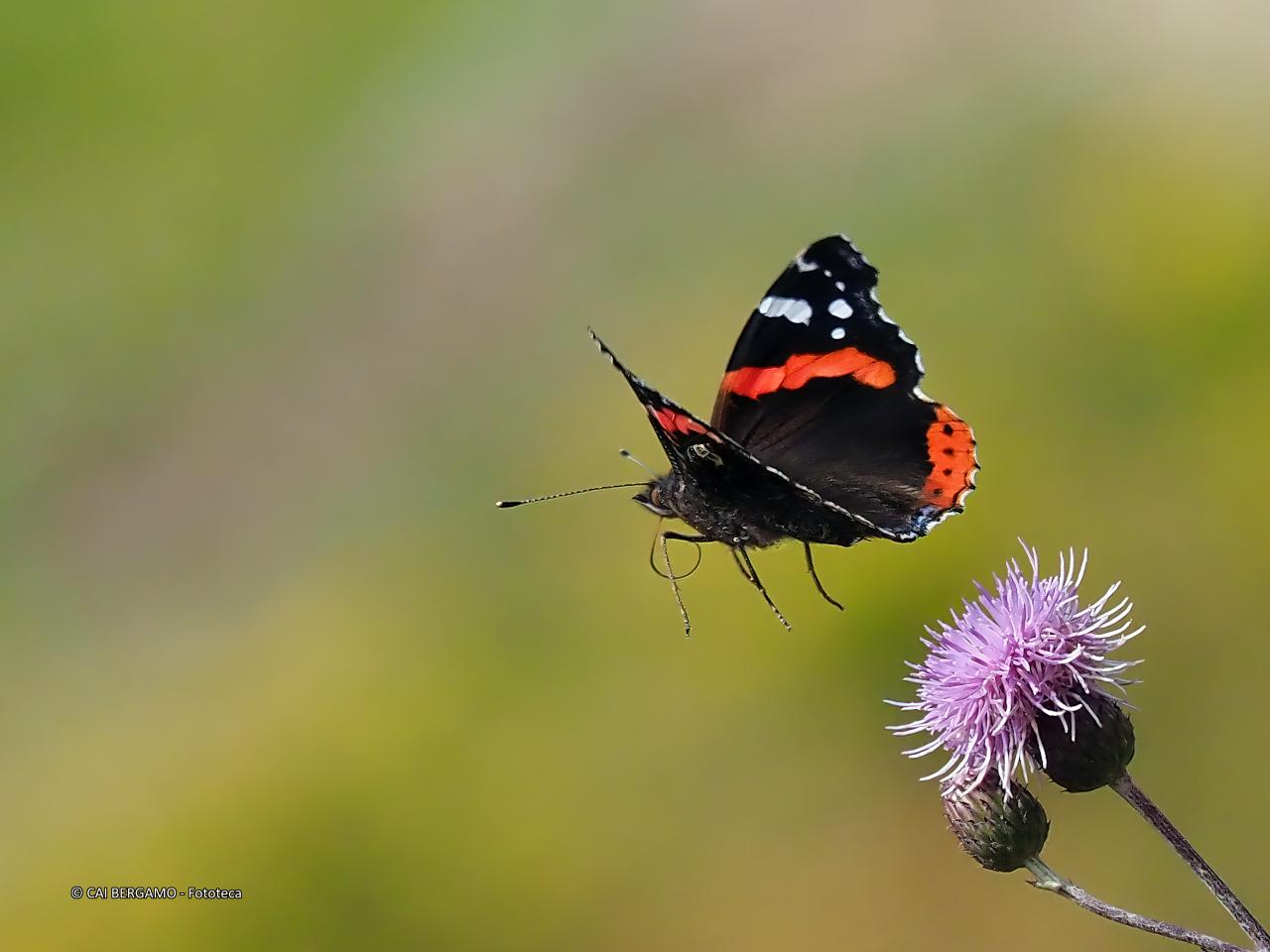 "Vanessa Atalanta" - segnalato in "Fauna" - Farfalla in volo