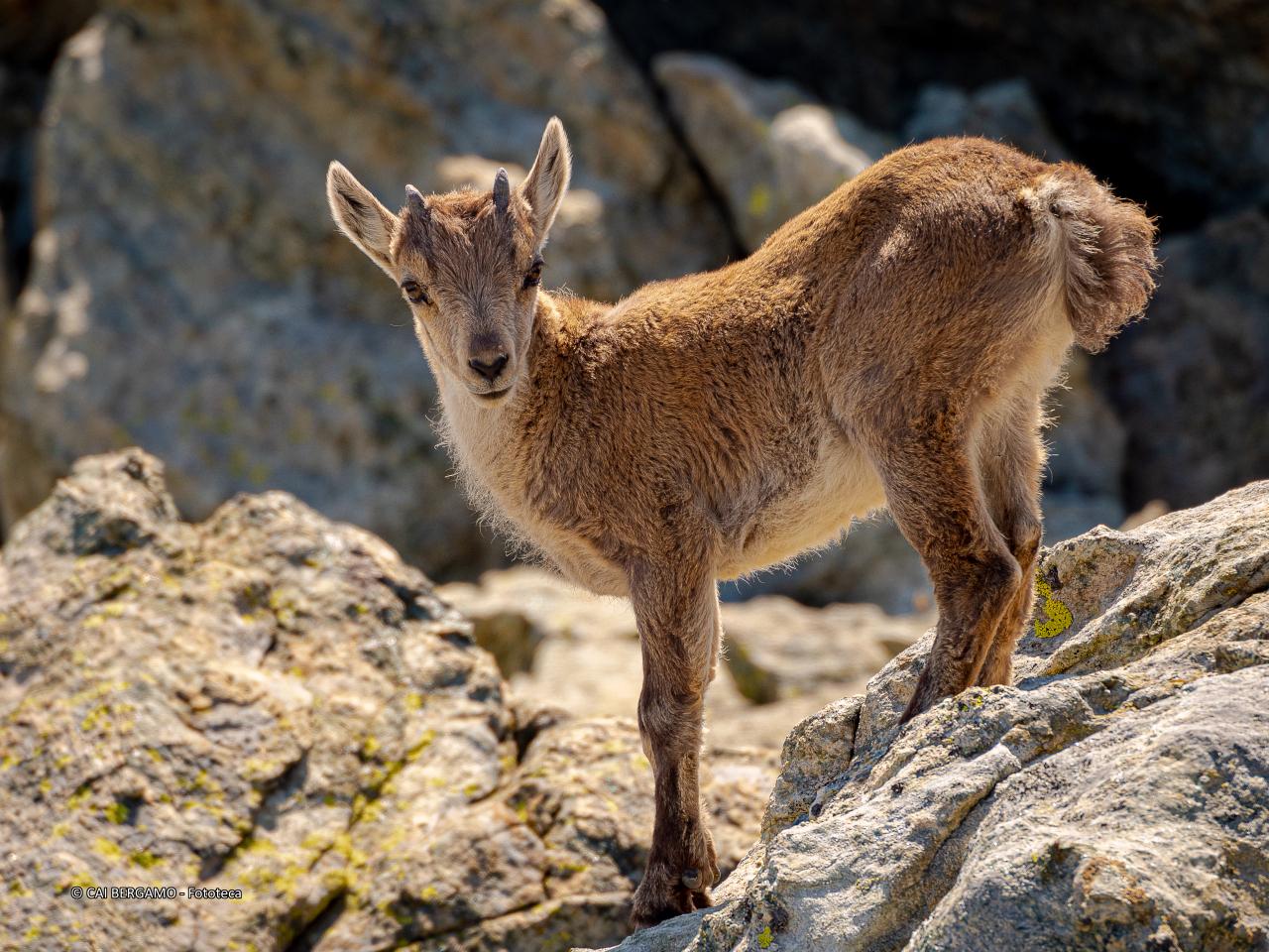 "Piacevole incontro" - segnalato in "Fauna" - Piccolo di capra ibex (stambecco)
