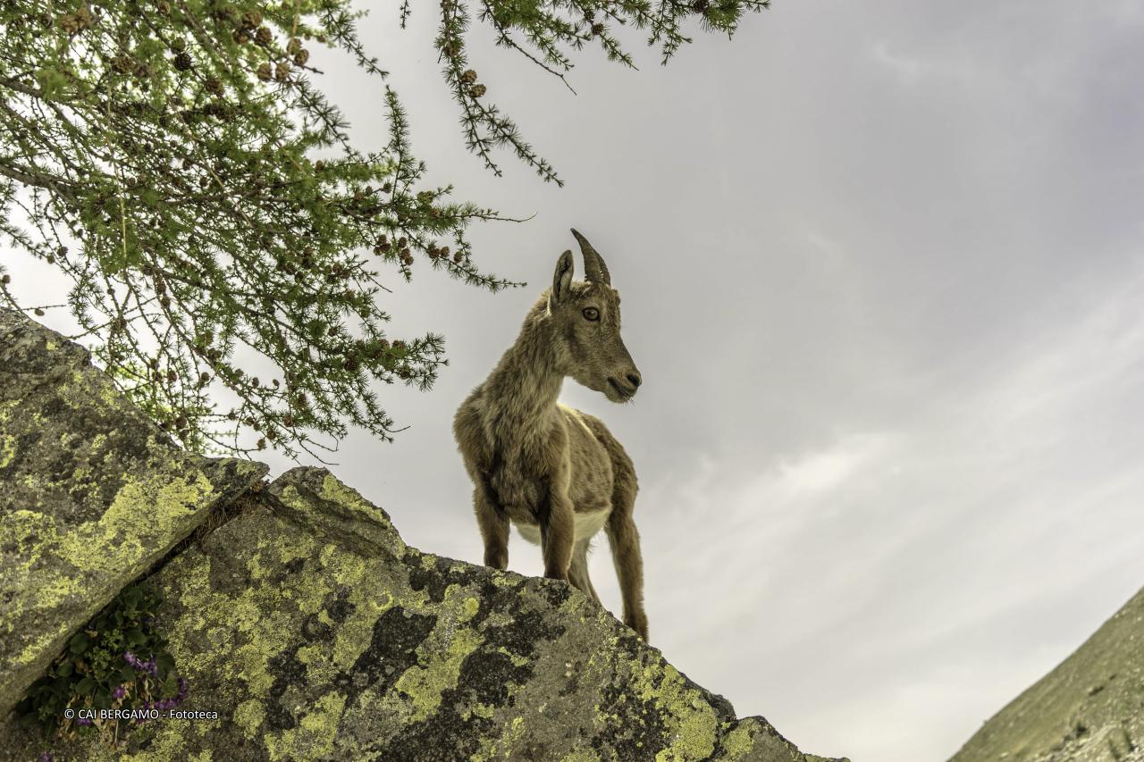 "Capra ibex" - segnalato in "Fauna"