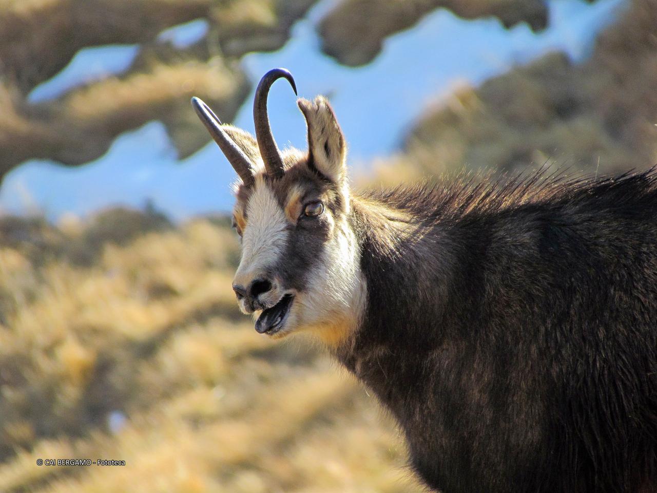 "Camoscio al Lago Nero del Gavia" - segnalato in "Fauna"