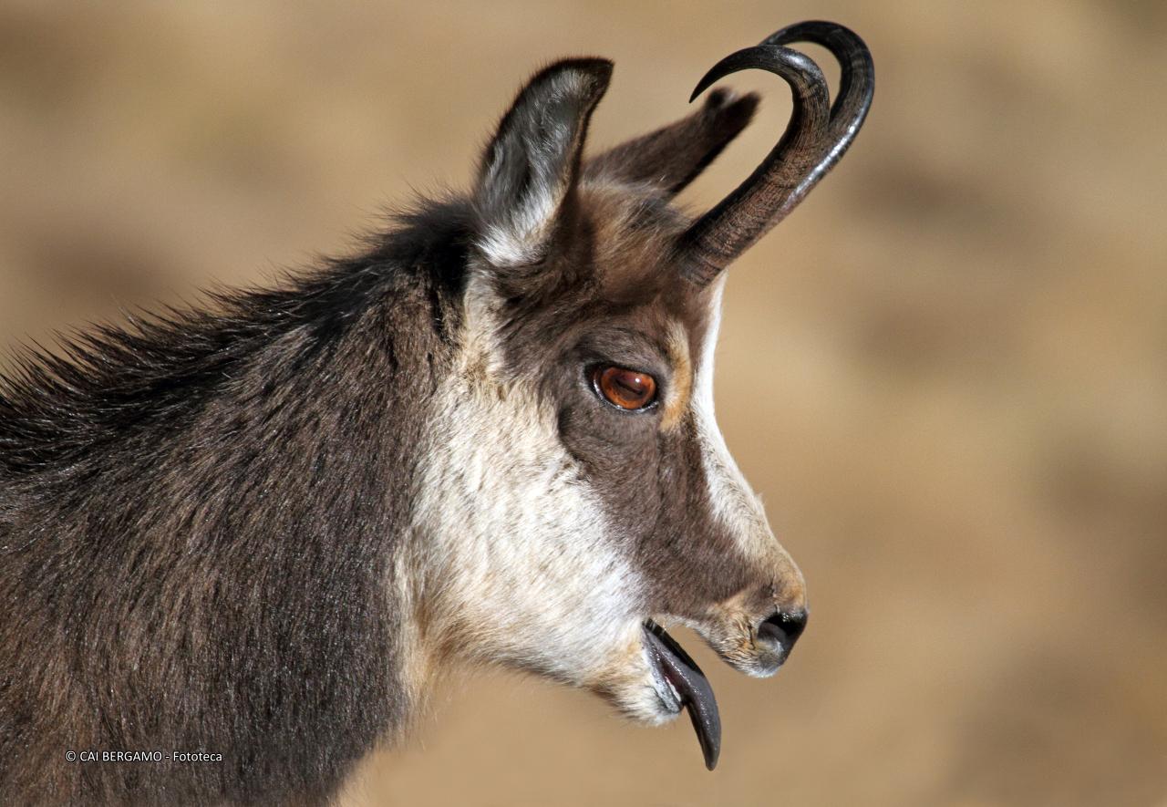 "Camoscio presso il Gavia" - segnalato in "Fauna"