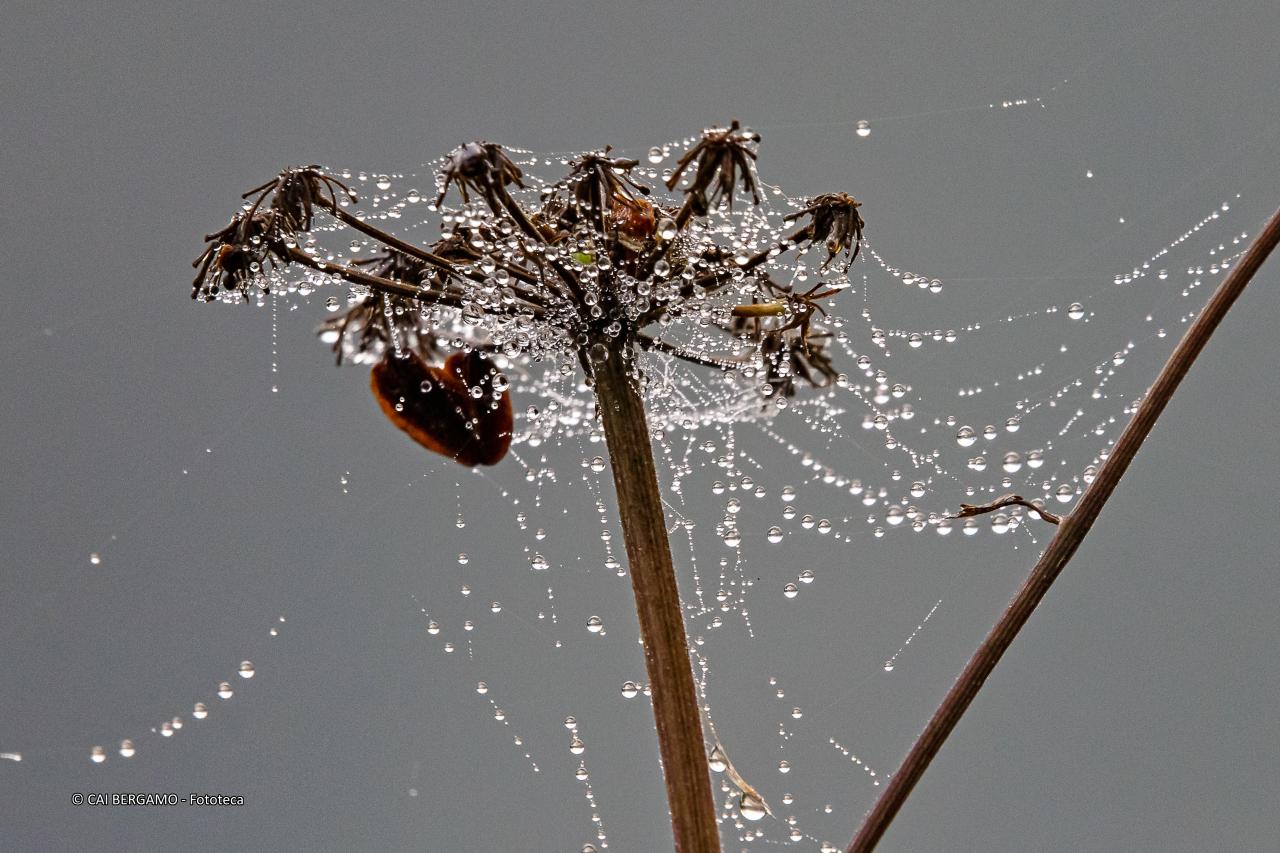"Decorazioni Natalizie" - segnalato in "L'acqua in tutte le sue forme" - Fili di ragnatela con gocce d'acqua su piantina indefinita