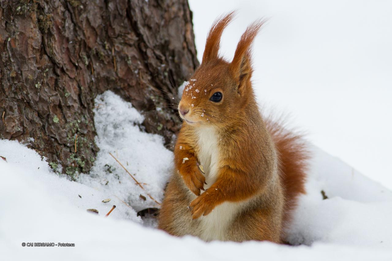 "Incontri in Valtellina" - 1* classificato in "Flora e Fauna" -Scoiattolo nella neve