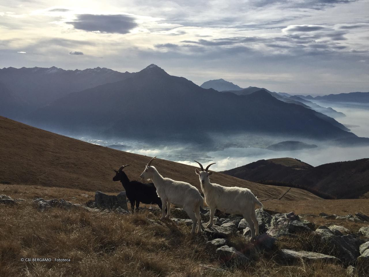 "bianco e nero" - segnalato in "Flora e Fauna" - Capre bianche e capra nera