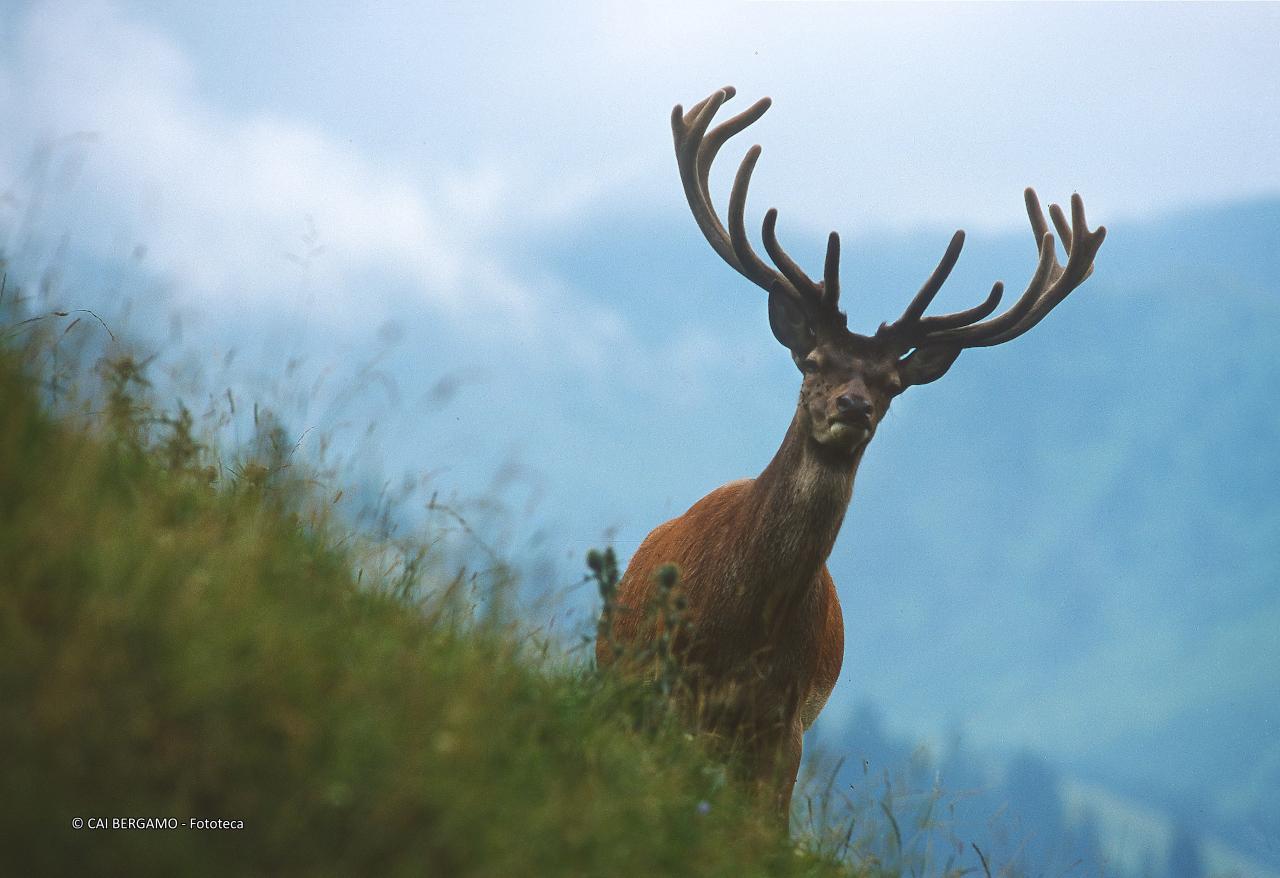 "Cervo in velluto" - segnalato in "Flora e Fauna" - Cervo vigile davanti ad estranei